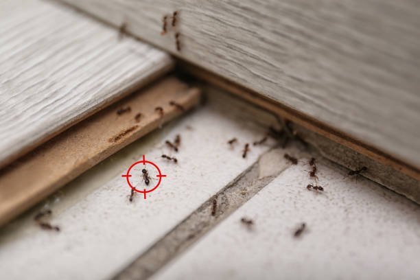 Best Pest Control for Homes  in Harriman, NY