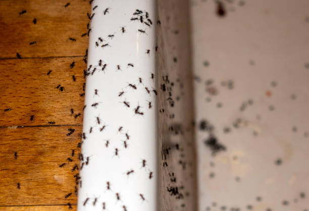 Reliable Harriman, NY Pest Control Solutions