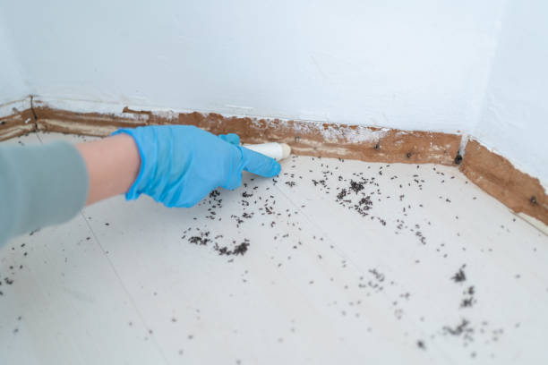 Best Local Pest Control Services  in Harriman, NY
